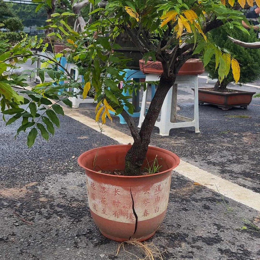 完全开放紫藤盆景造型盆栽花卉