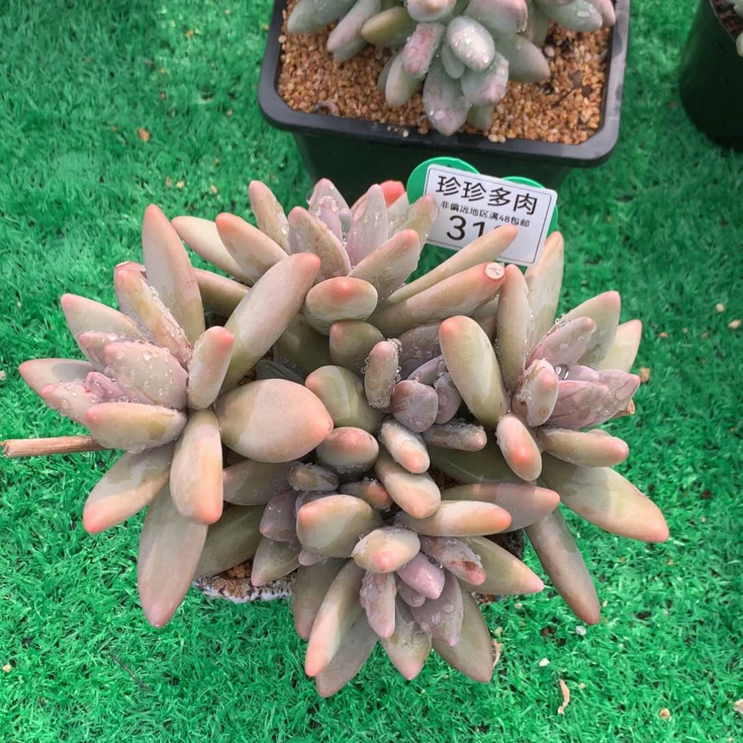 企鹅无砍平头6头老桩313