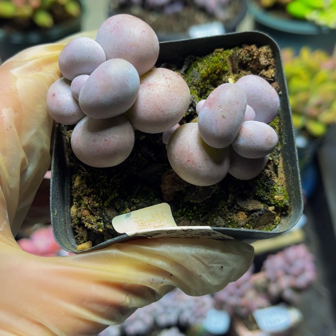 261芭比奶酪6厘米