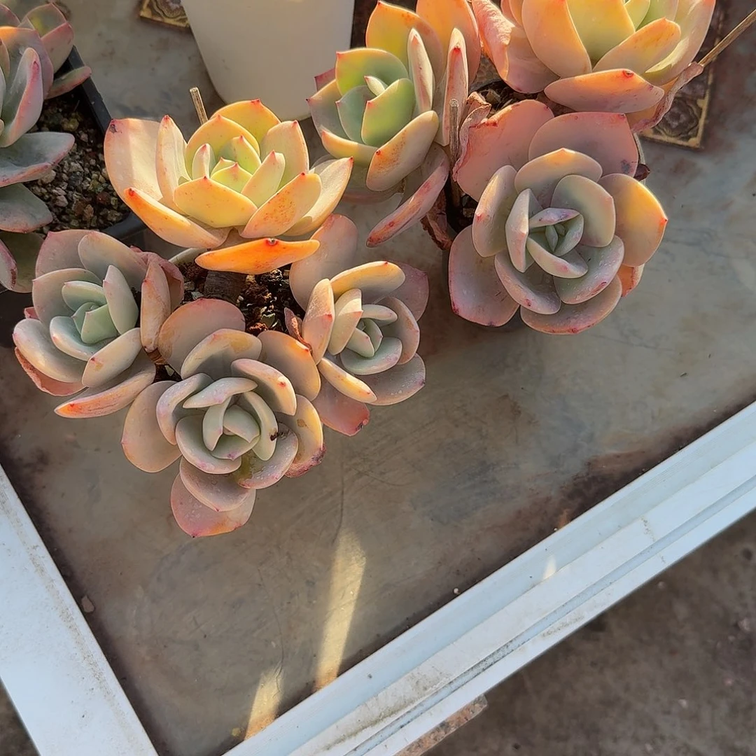 咖***糖白凤多肉植物两颗