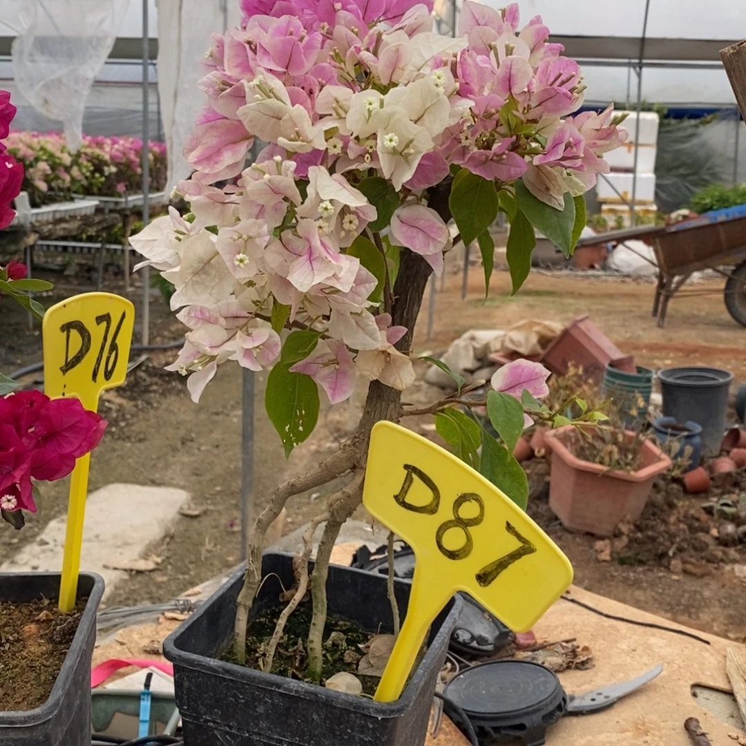 无花朵三角梅广红樱D87