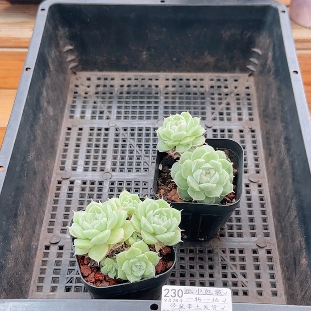 初****多肉0928--230女王玫瑰