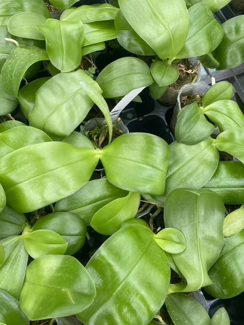 海底世界1.7寸蝴蝶兰