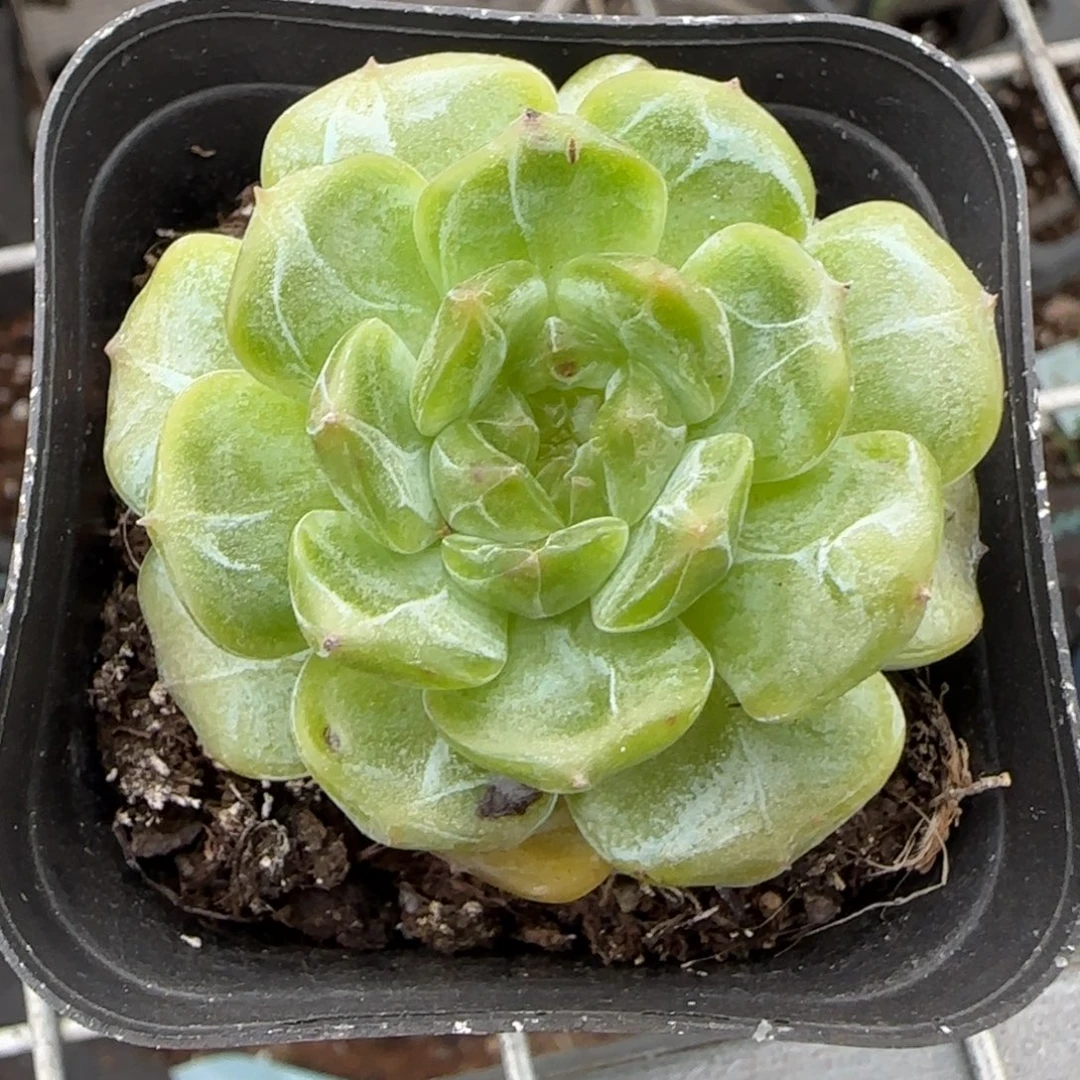 小卡拉米糖心一物一拍