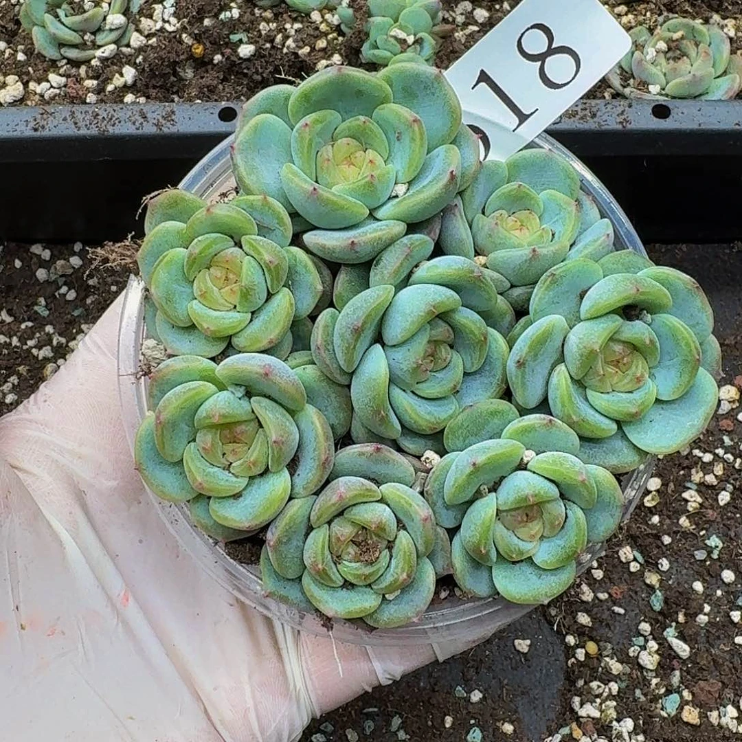 多肉植物多肉植物518