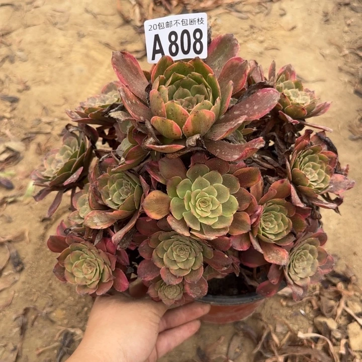 烟花……多肉植物……