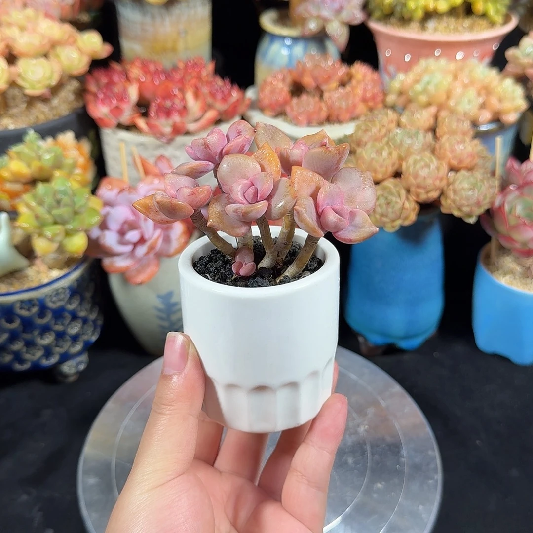 彩虹糖9cm 带盆土发货