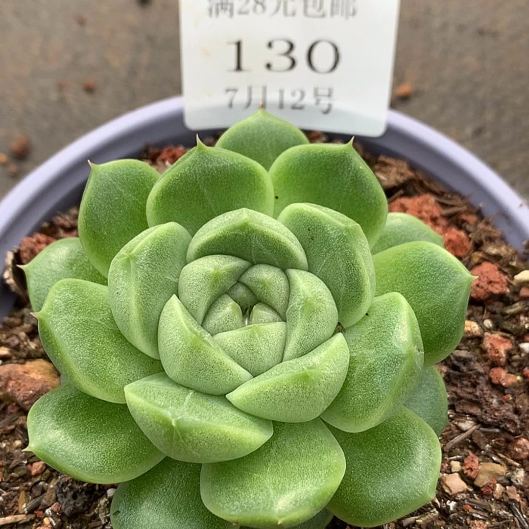 【闪购商品】云130号