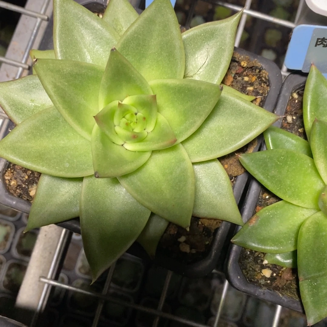x095-多肉植物 特洛伊