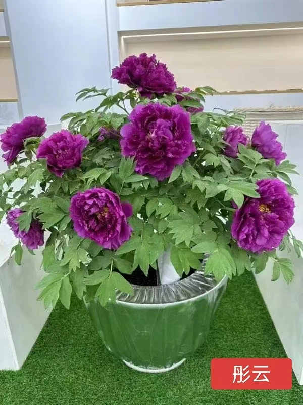 【彤云】年宵花山东牡丹鲜花芍药重瓣鲜切花百合玫瑰山东基地