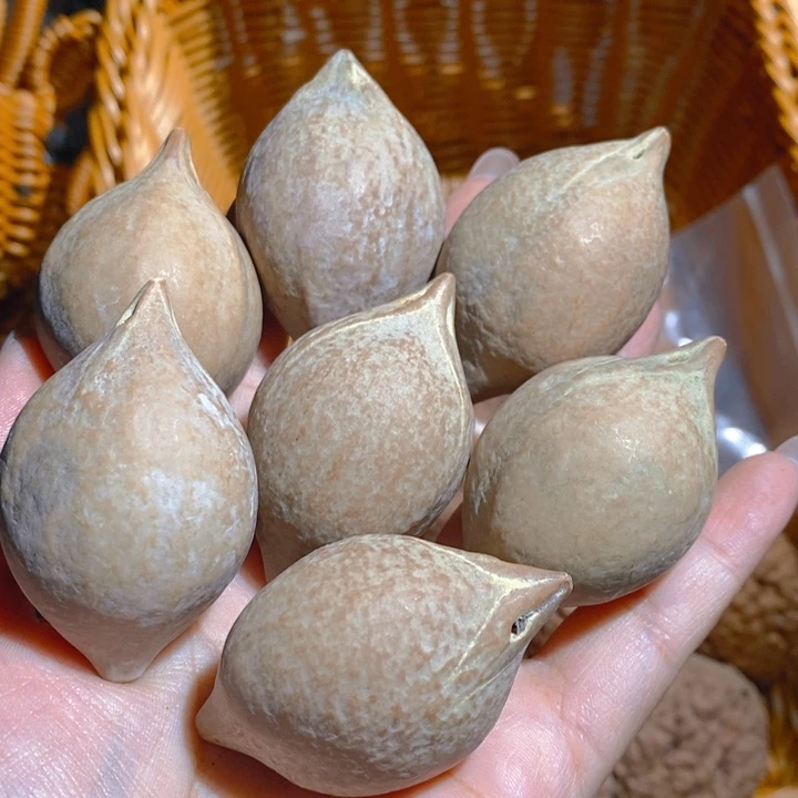 野生巴西大橄榄核7颗