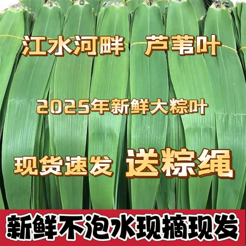 [顺丰包邮]2025新鲜芦苇叶粽叶包粽子专用粽叶不泡水粽叶100片
