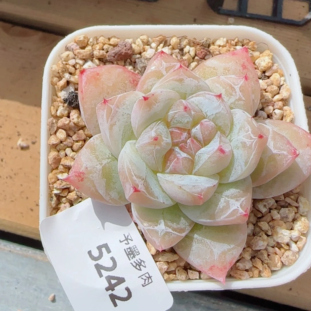 白泽珍妮，5242多肉植物