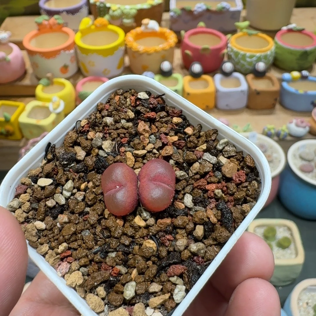 小***吖蘑菇1020毛汉尼多肉植物