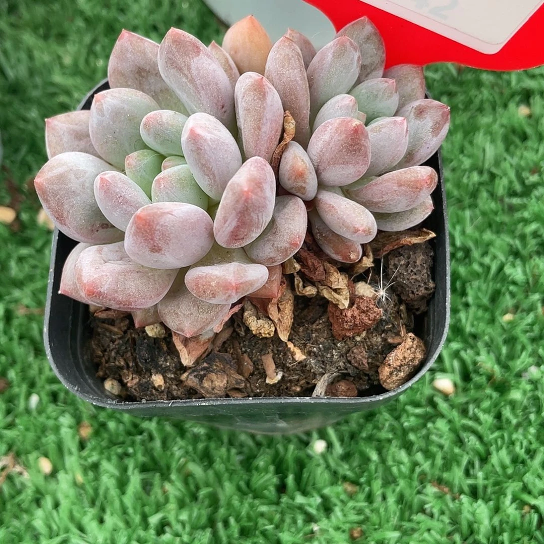 小***️萌肉小筑0708-65糖果天使