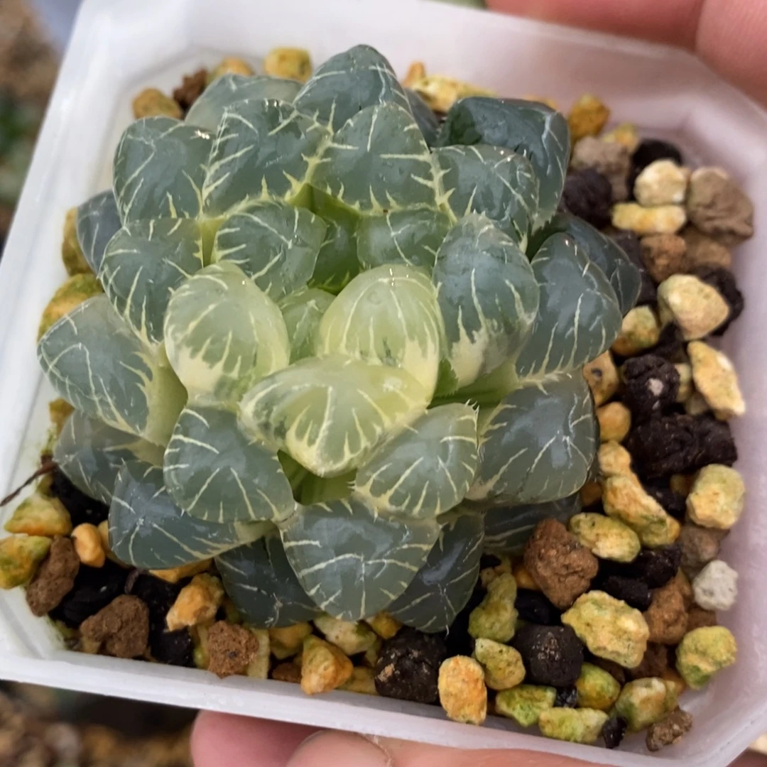 一颗糊斑湖水玉露锦