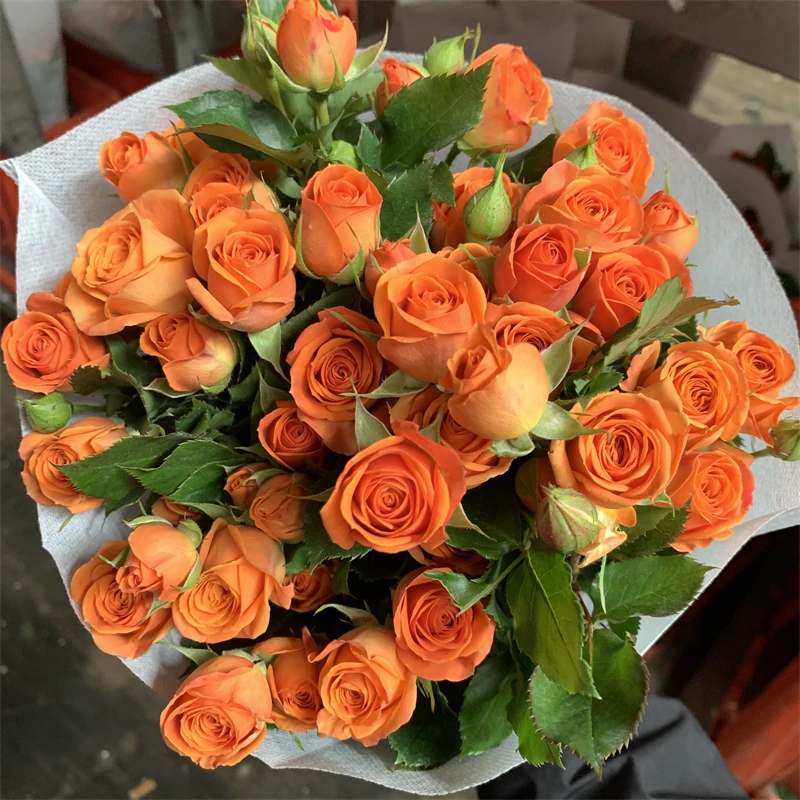橙色芭比泡泡玫瑰云南昆明基地直发同城速递家庭插花包邮百合花