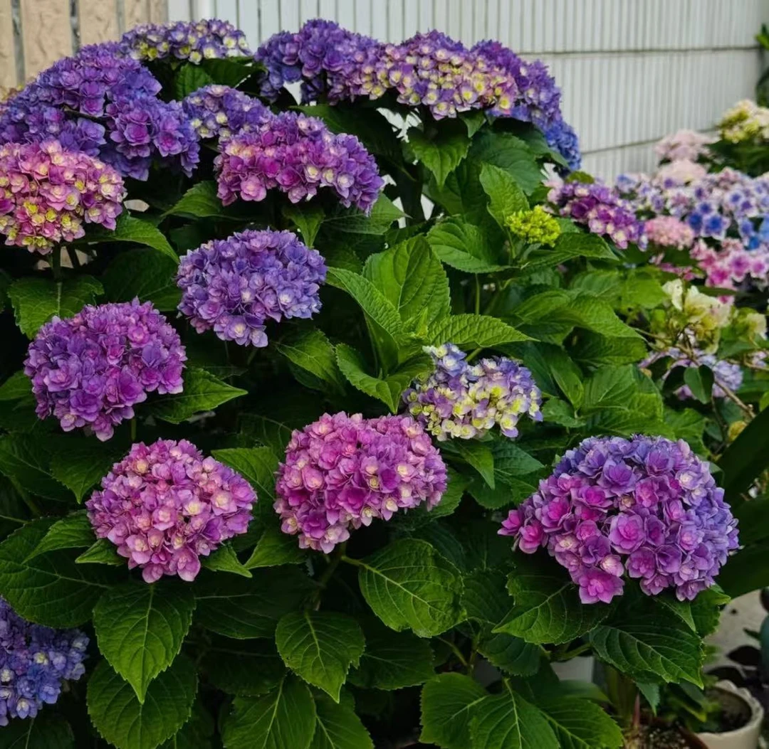 你我在一起绣球花盆栽花卉庭院阳台新手易养护喜水植物