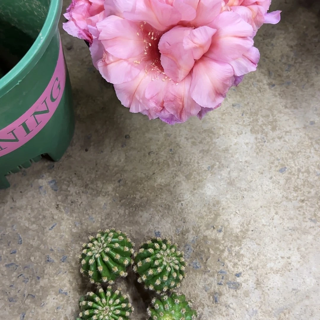 肉肉彩侧牙20包邮仙人球2公分