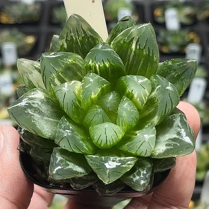 128大窗变异龙鳞玉露锦