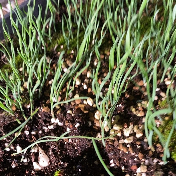 细叶根球弹簧草一颗。