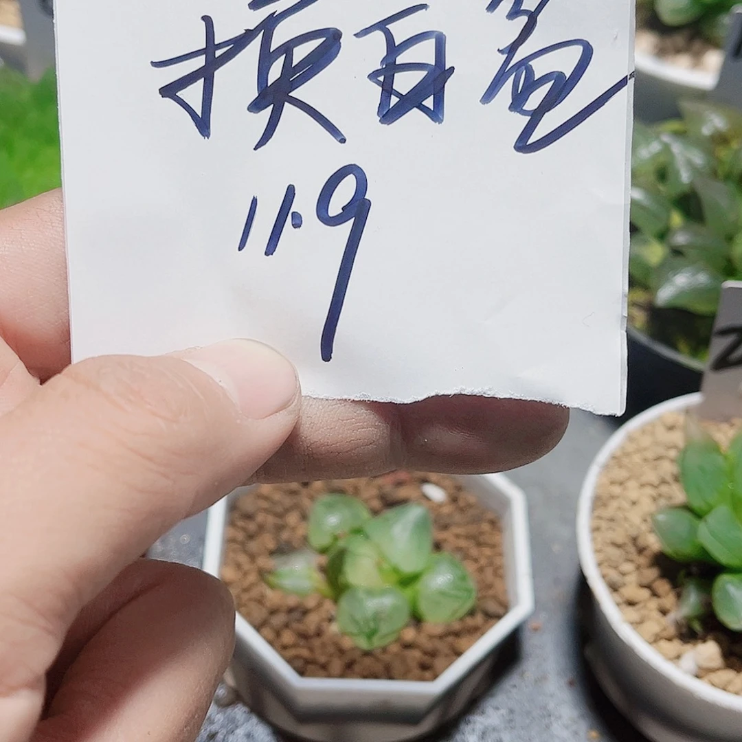 好看的花花换白盆