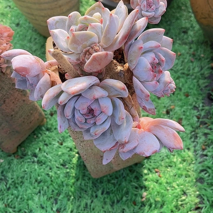 石榴籽01121多肉植物