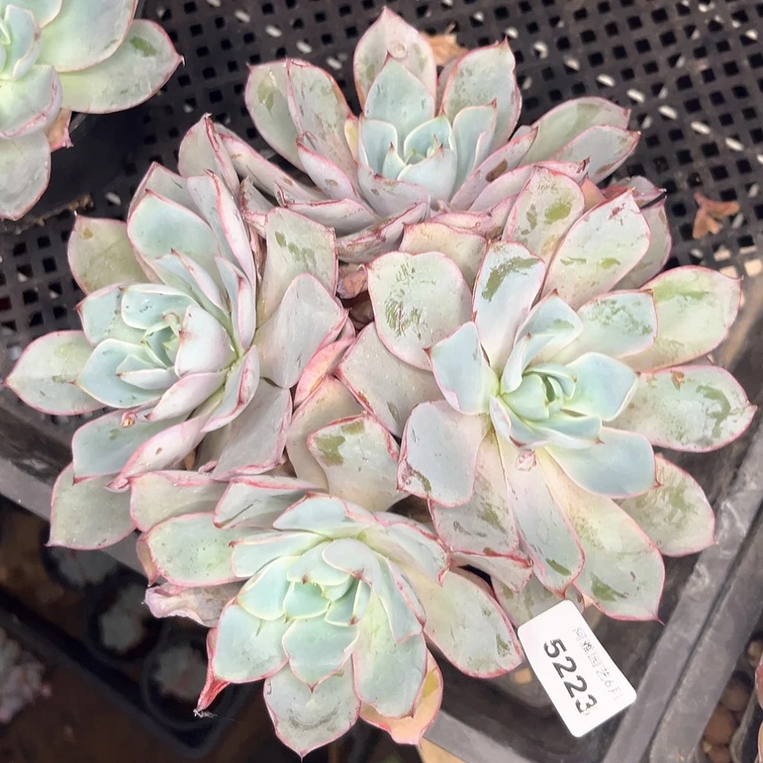 阿雅园艺。     5223赫拉