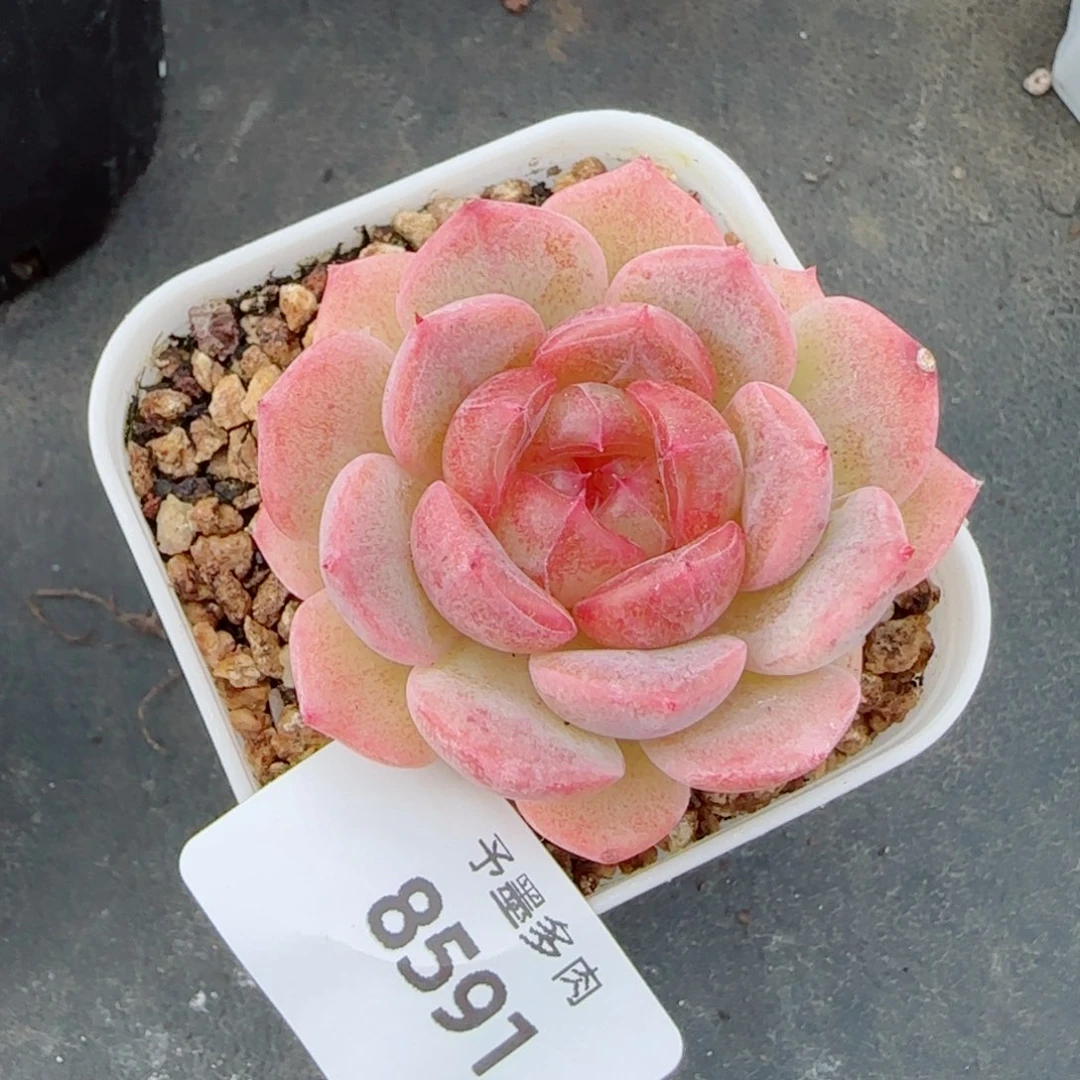 甜心，8591多肉植物