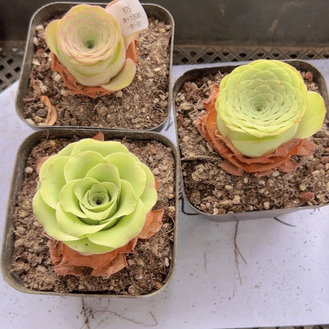 875 侧牙掉了不包损无售后