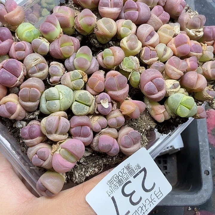 这个点睡起来都会237好