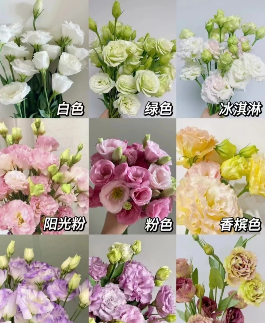 【洋桔梗】任意2单发顺丰或EMS空运包邮 收到货醒花