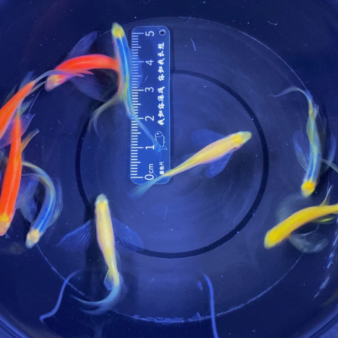 斑马鱼蝶翼斑马375-4厘米9条