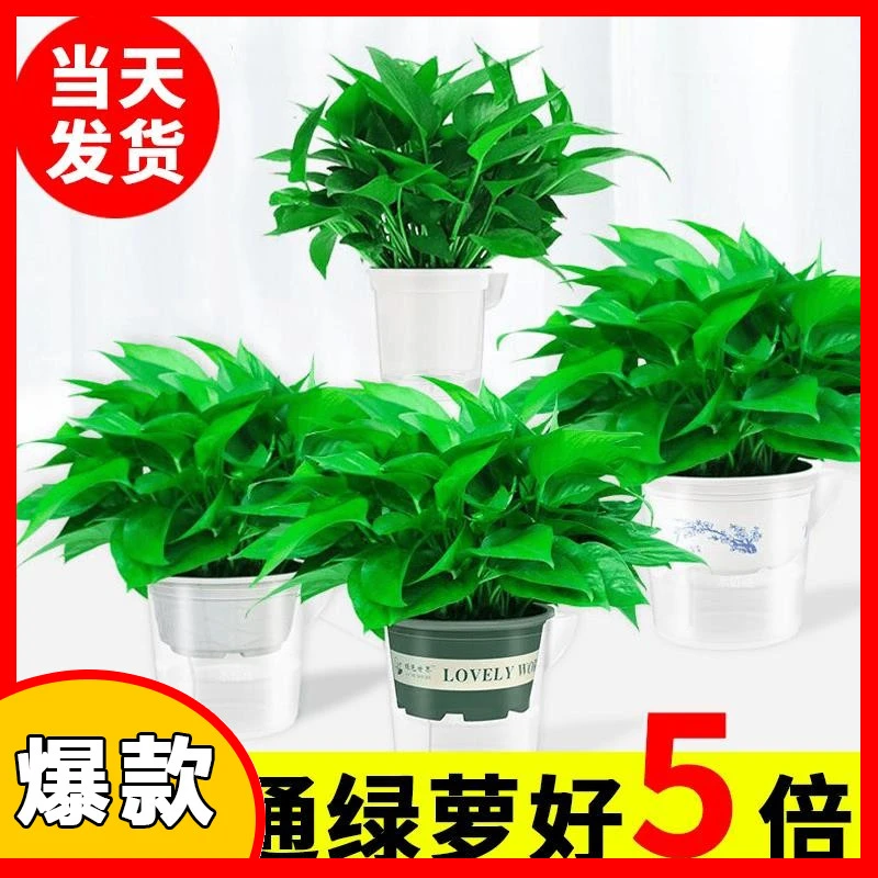 绿萝盆栽室内好养吸除甲醛净化空气水培植物绿植花卉大盆客厅易活