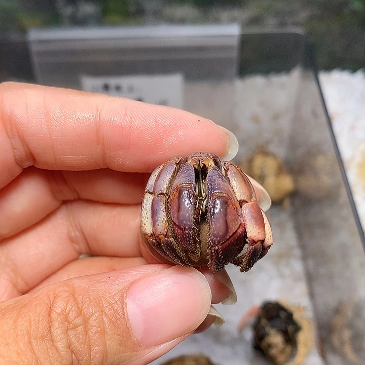 2.0口径奔跑的寄居蟹15号