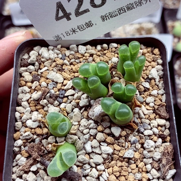 4287。