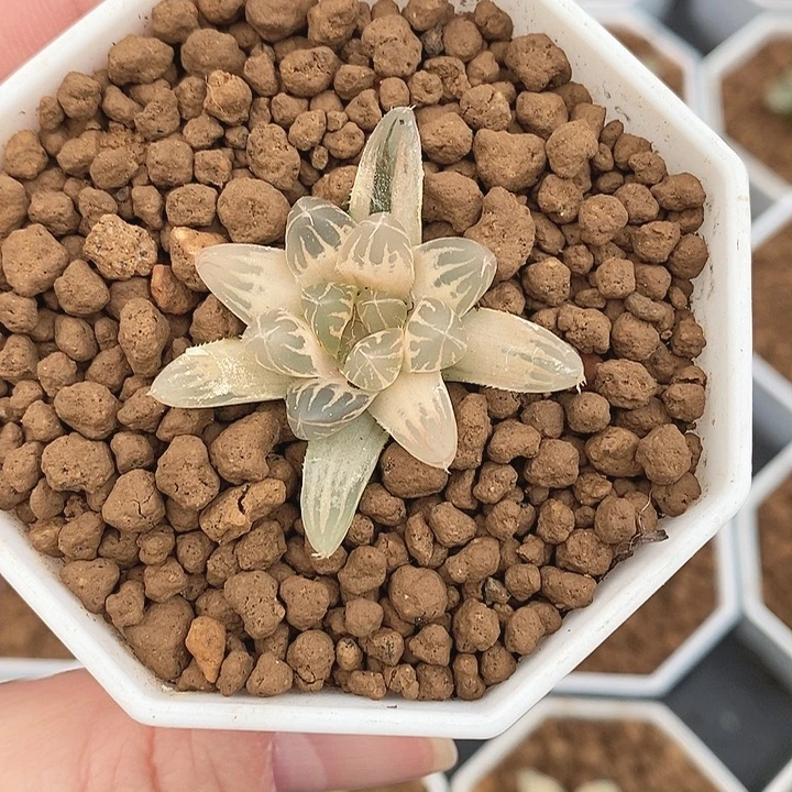 十二卷玉露锦霓虹灯锦糊斑