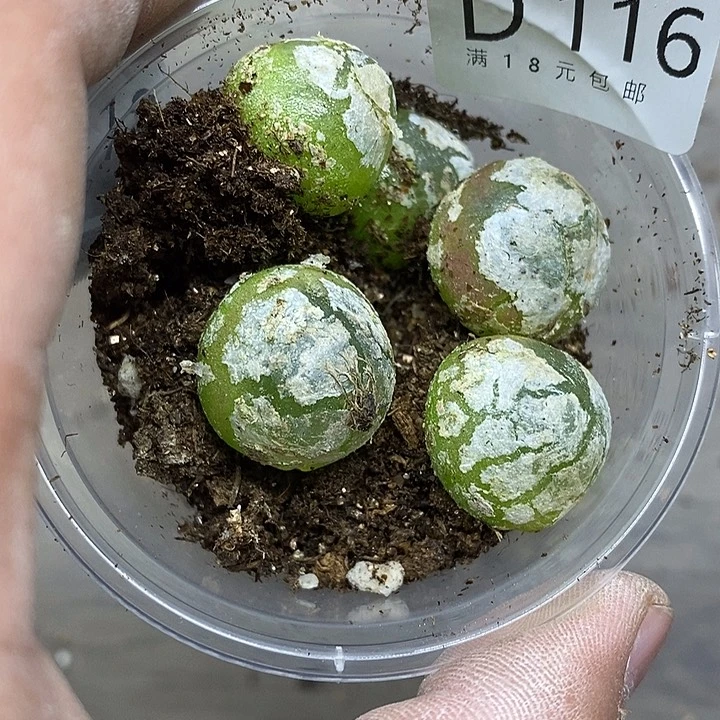 腾*116号多肉植物多肉植物