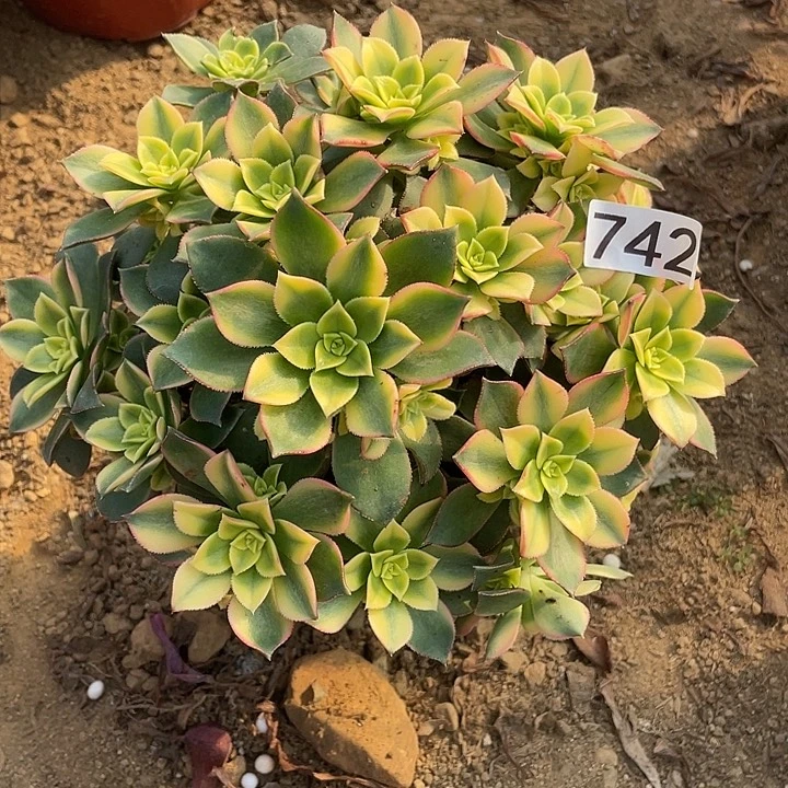 无花朵742艳日辉对肉植物