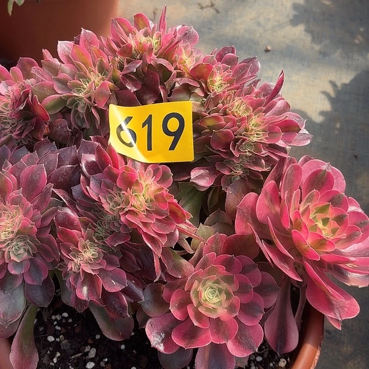 多肉植物香妃缀619