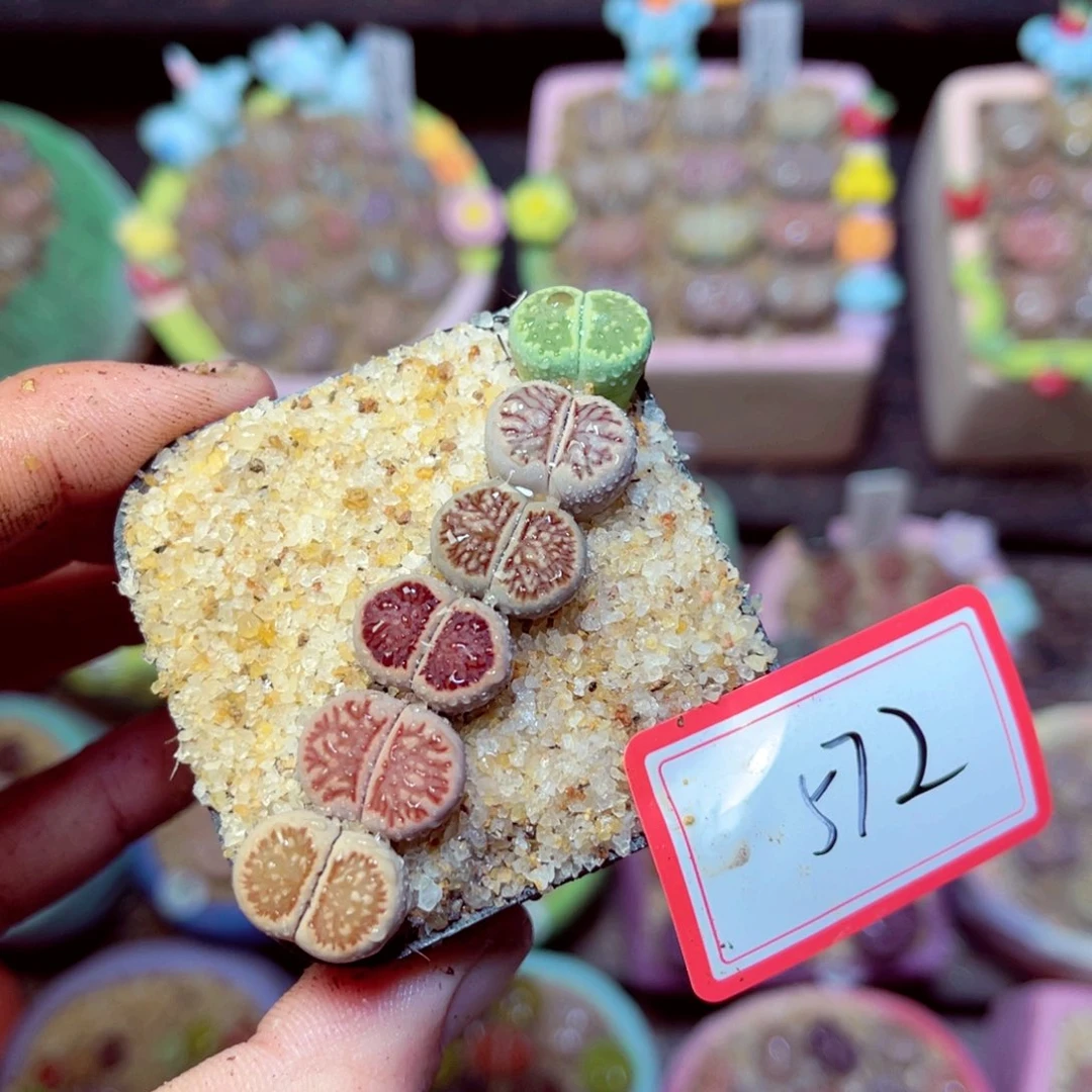 572生石花带盆发1