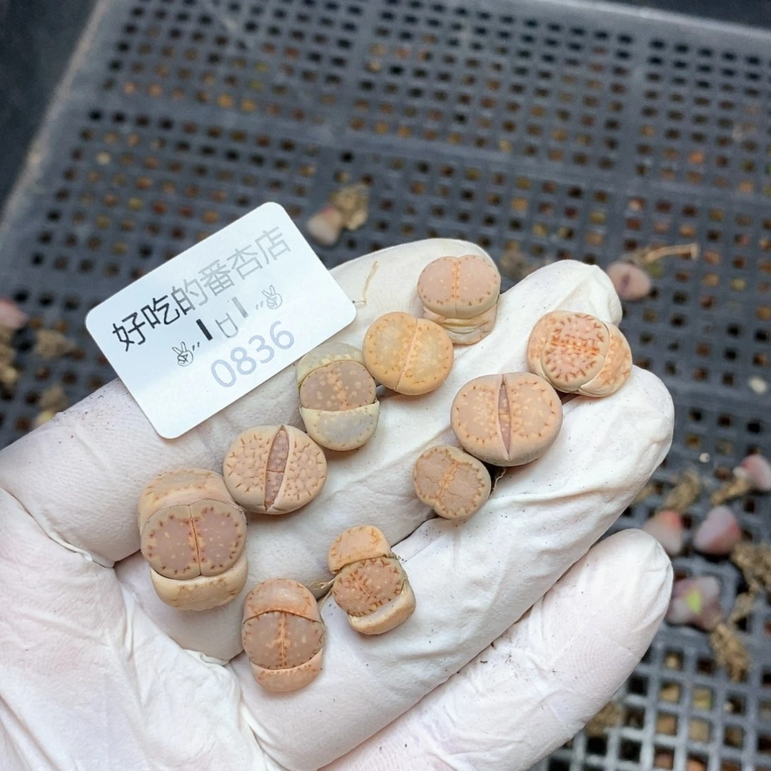 0836。零下拍保温。