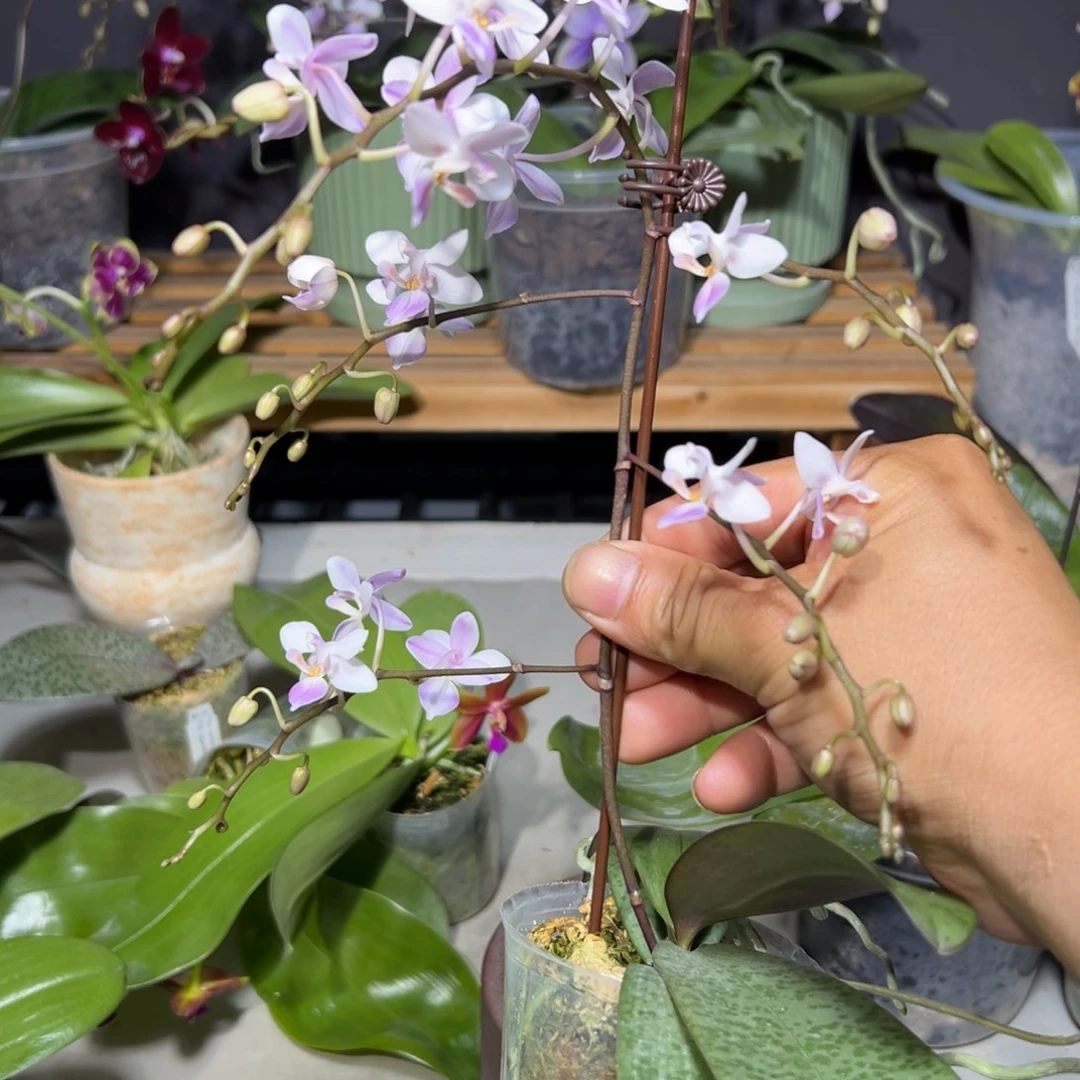 利***_大部分开放少量花苞