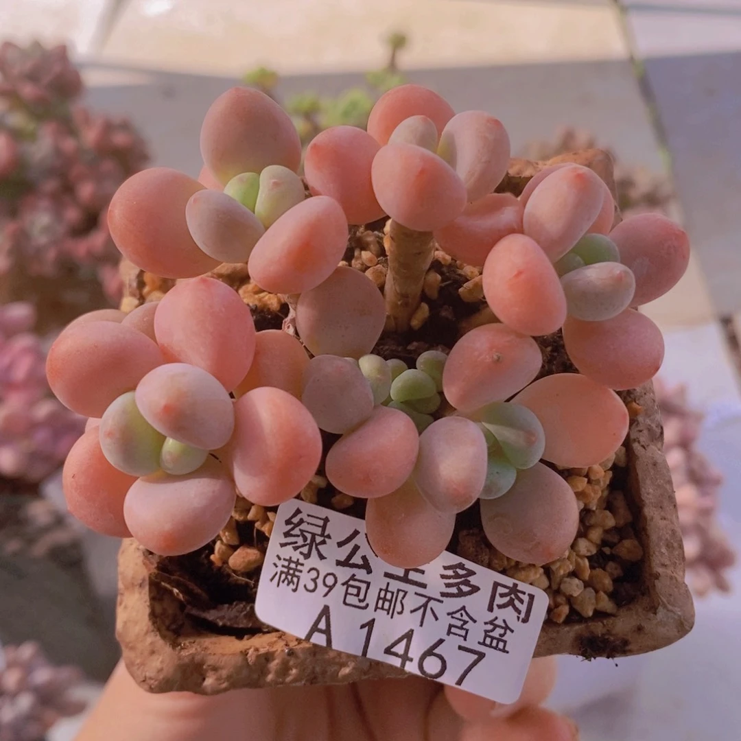 橘子香水洛神8cm1467多肉植物