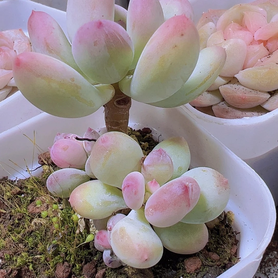 苹果奶19包邮多肉植物