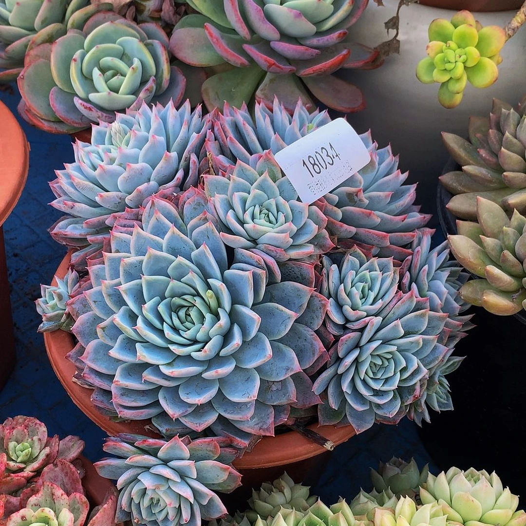 <***ノ孤星18034多肉多肉