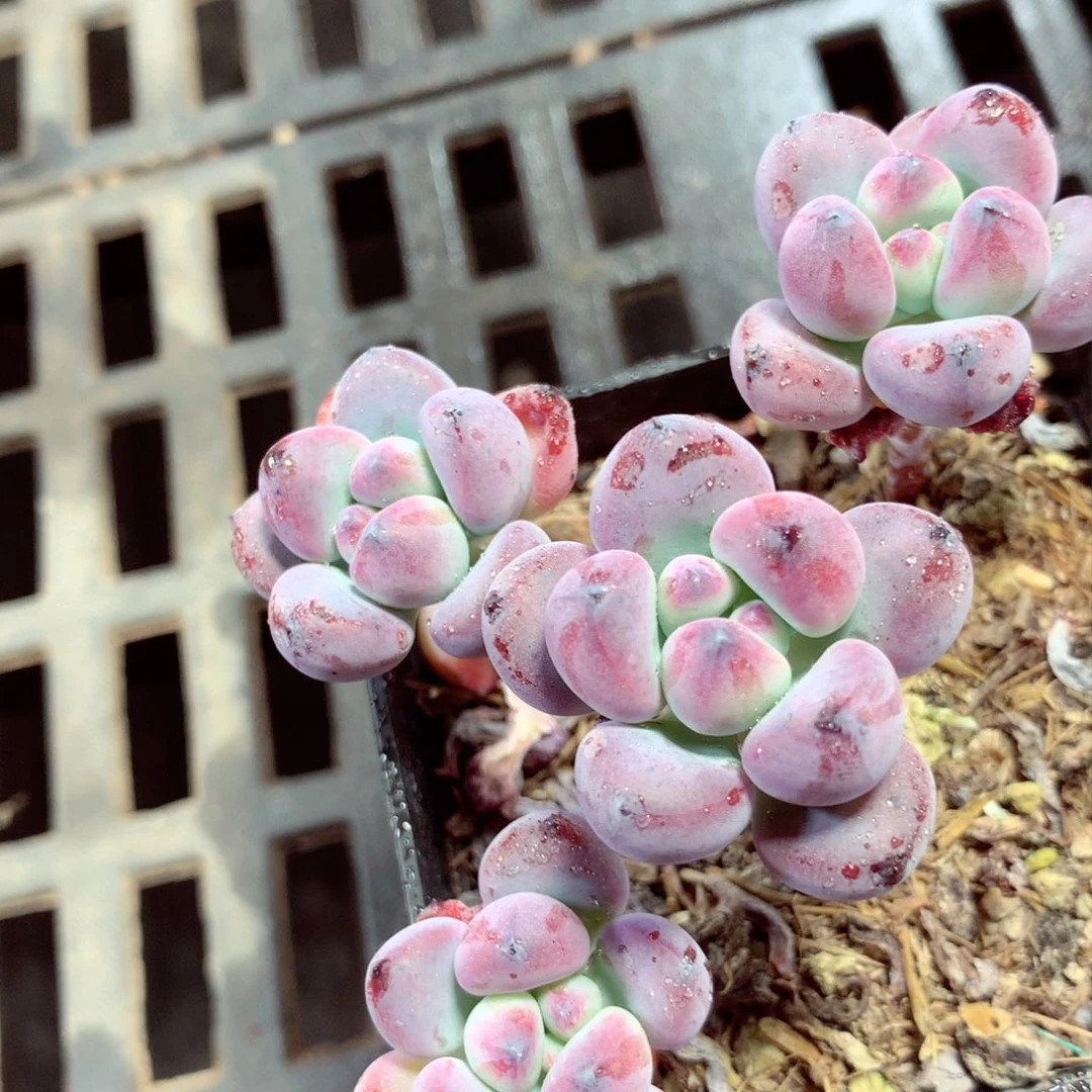 5厘米盆精控多肉汤姆漫画