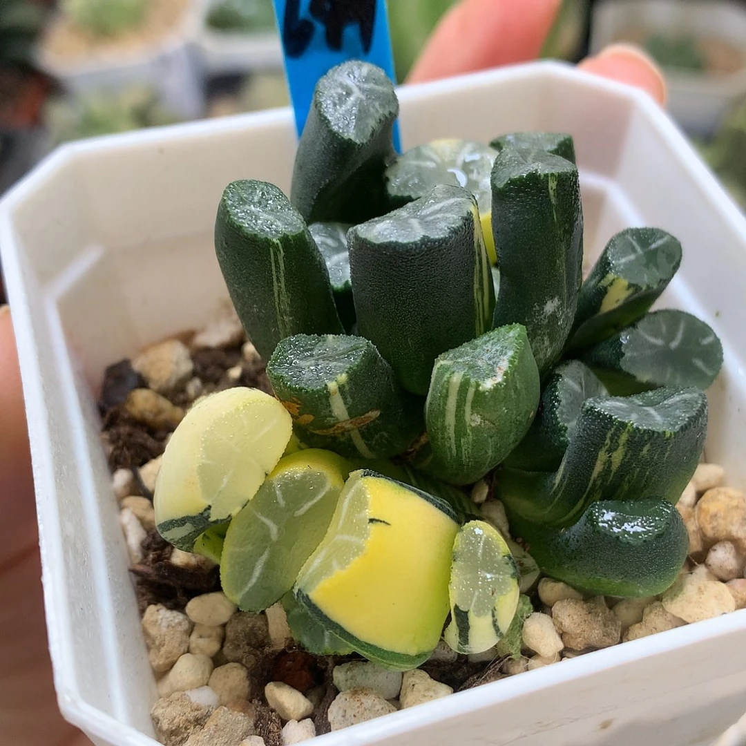 实生白妙万象锦daiufotu