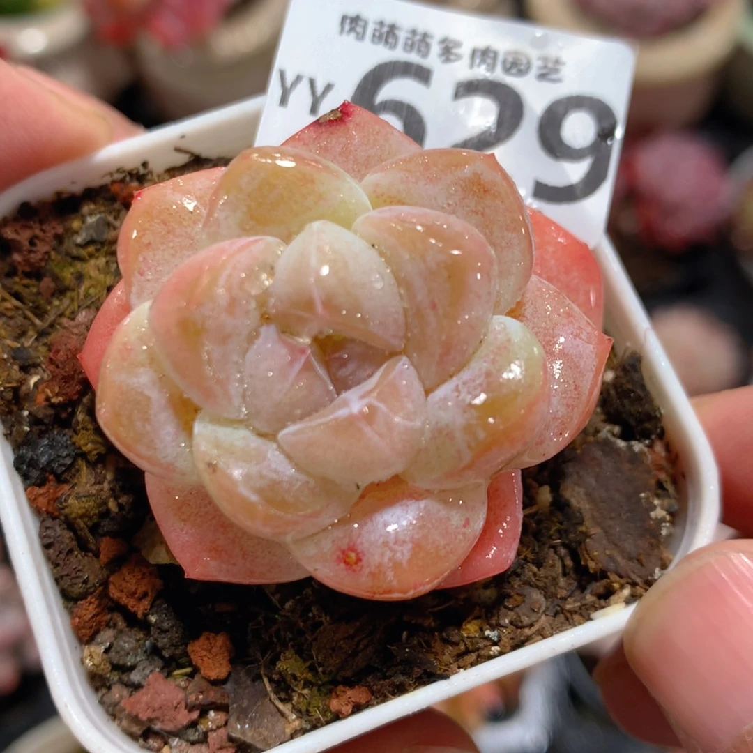 5CM拇指盆精控多肉YY629