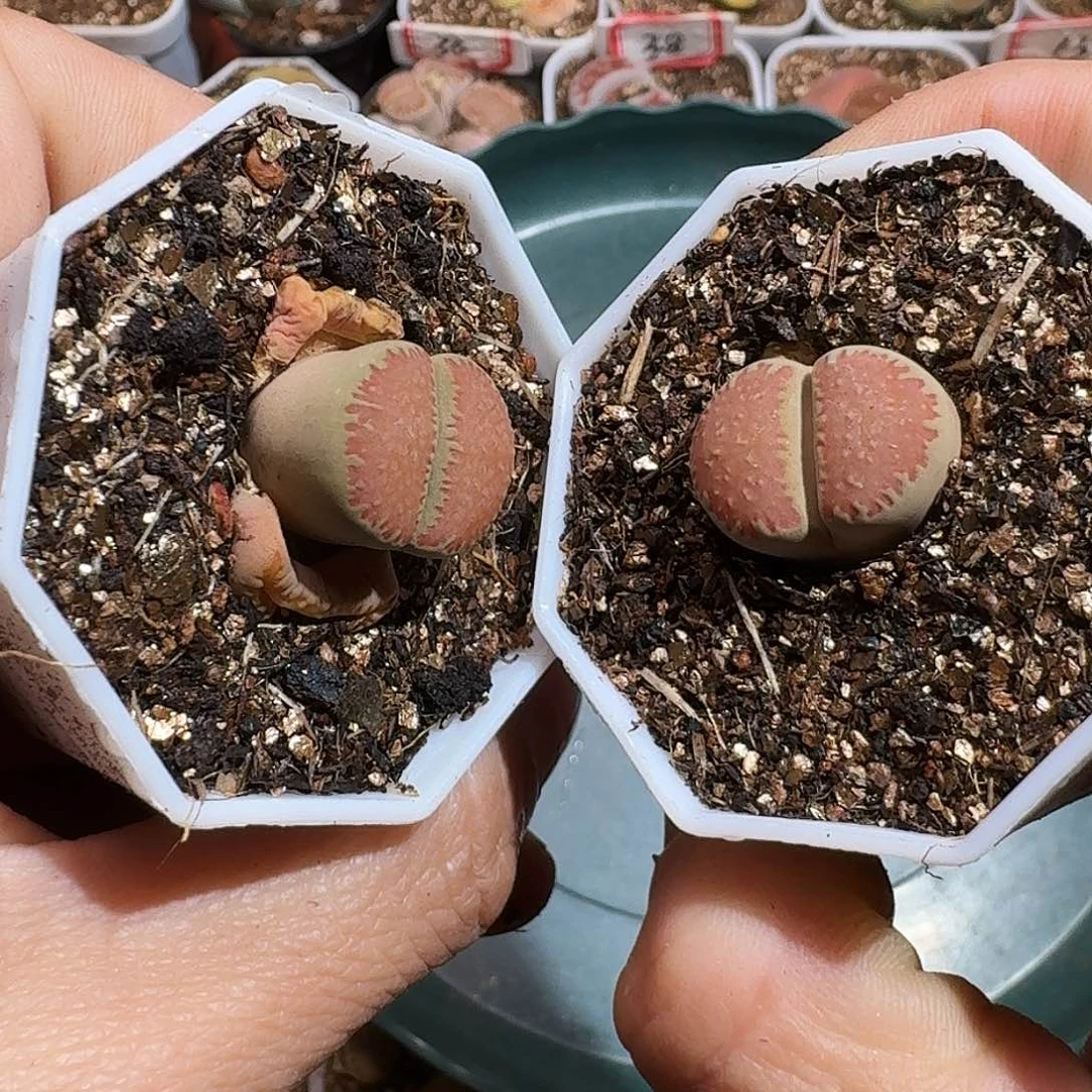 呵**呵生石花等1111111。   272